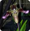 Paph. hirsutissimum